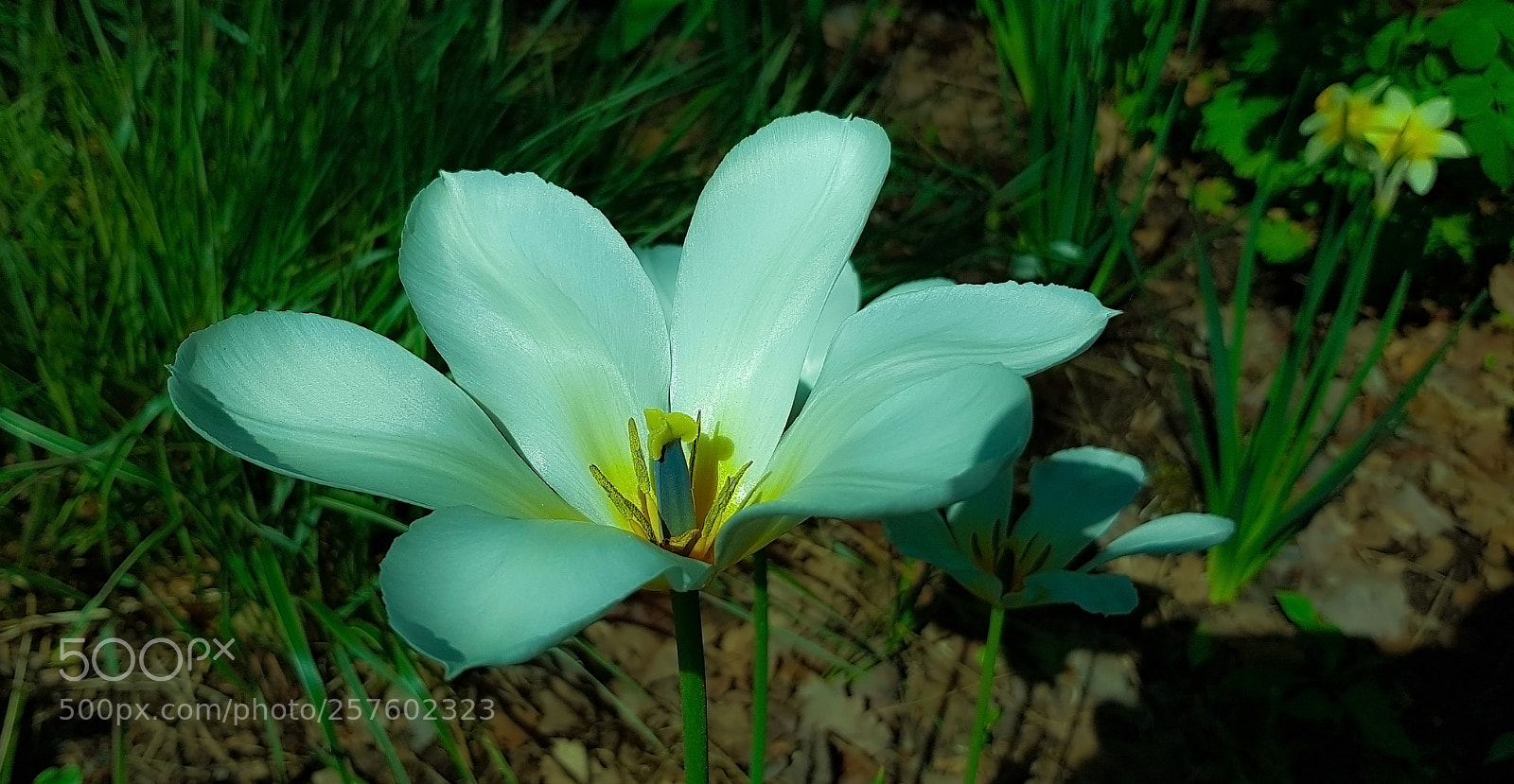 Samsung Galaxy S8 sample photo. A white tulip growing photography