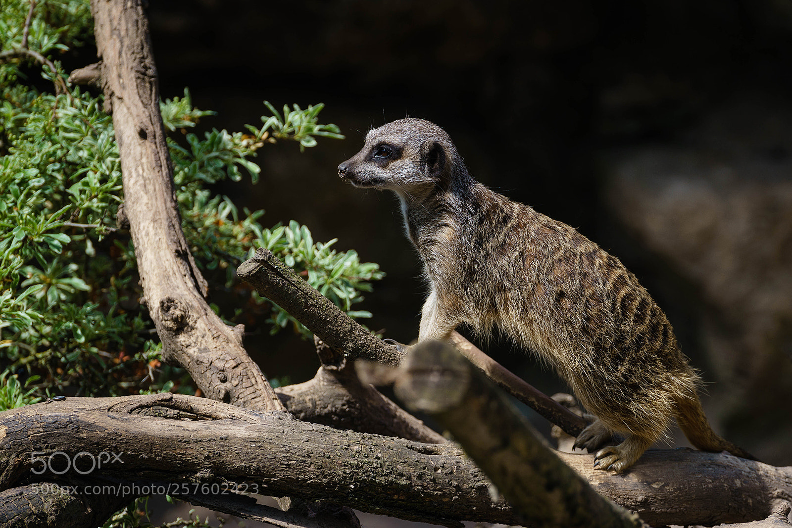 Sony a7 II sample photo. Curious meerkat photography
