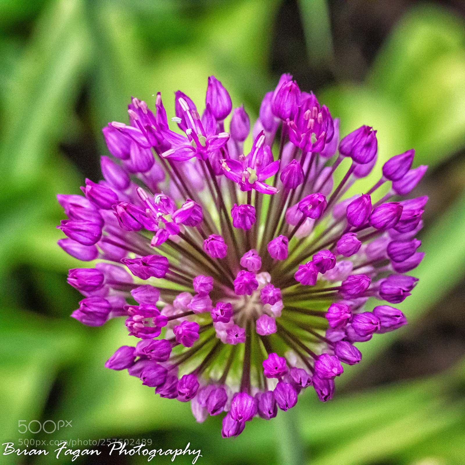 Canon EOS 6D sample photo. Allium photography