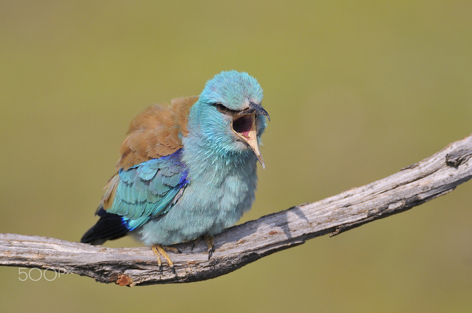 Nikon D300 sample photo. European roller perched on a branch. coracias garrulus. photography