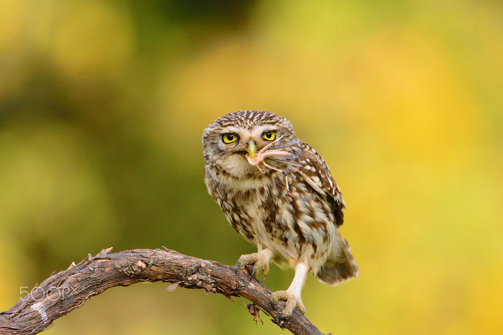 Nikon D7100 + Tamron SP 150-600mm F5-6.3 Di VC USD sample photo. A little owl with a grasshopper. photography