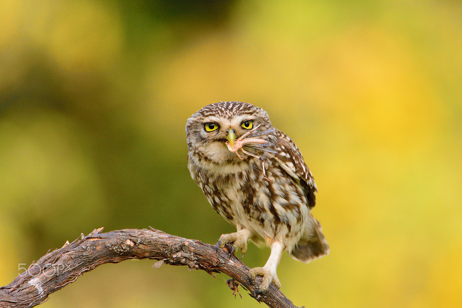 Nikon D7100 sample photo. A little owl with a grasshopper. photography