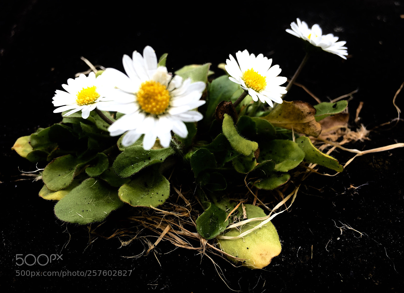 Apple iPhone SE sample photo. Little daisies~ photography