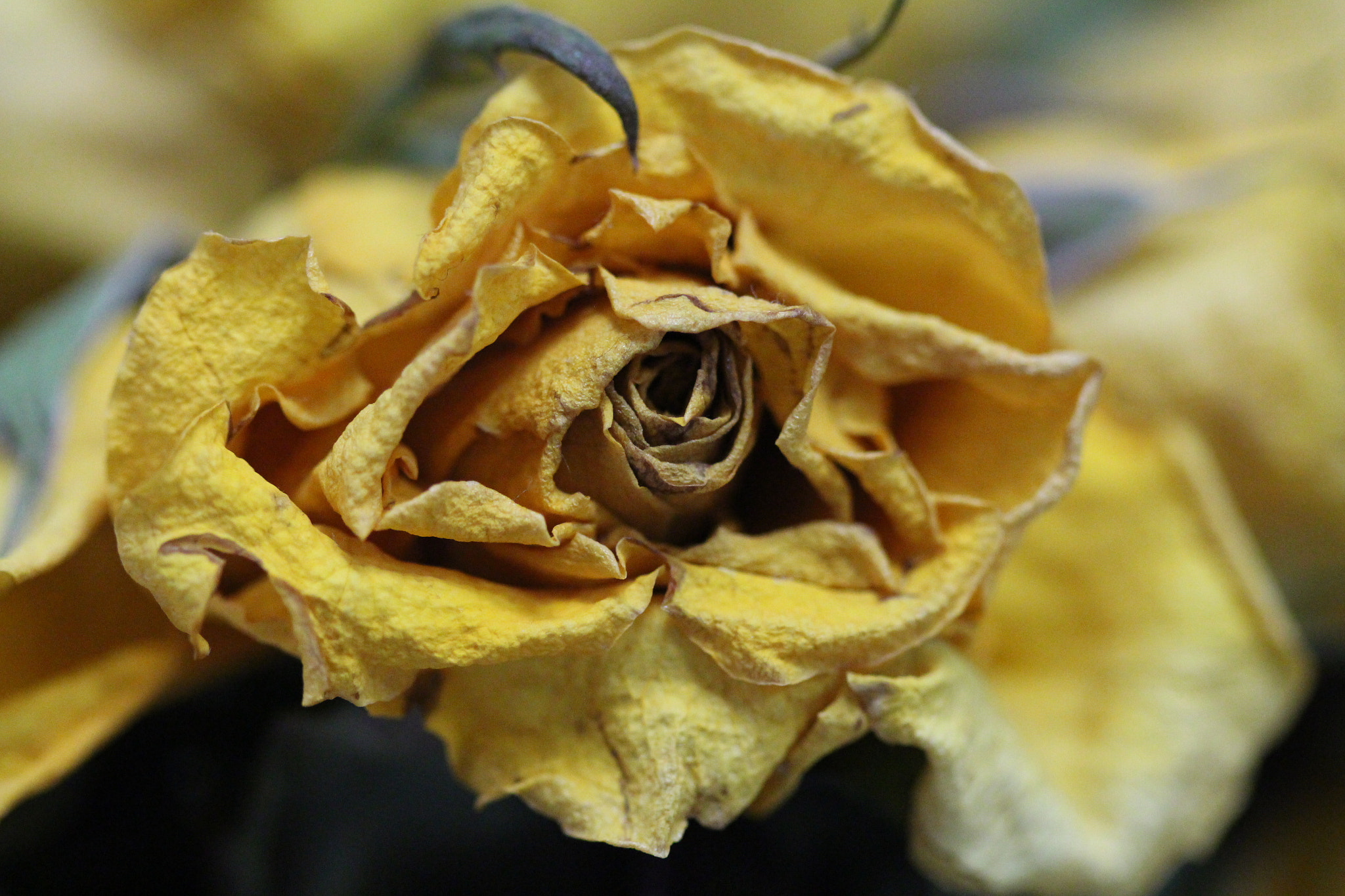 Canon EF 100mm F2.8 Macro USM sample photo. Img photography