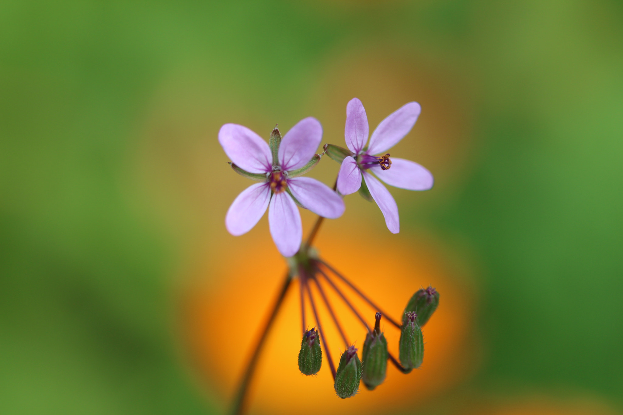 Canon EF 100mm F2.8 Macro USM sample photo. Img photography