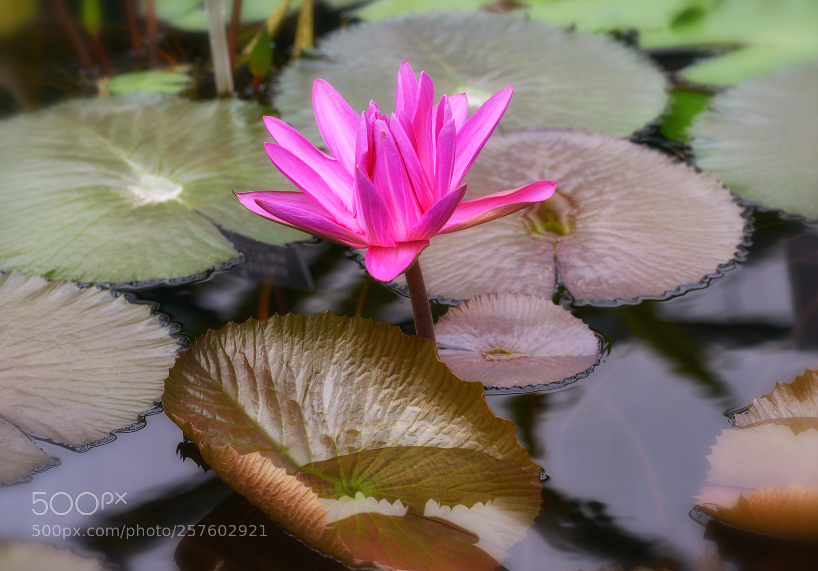 Nikon D800 sample photo. Flo_7893-1.jpg photography