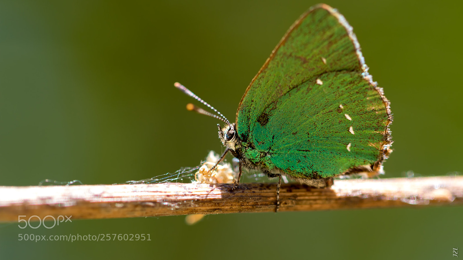 Canon EOS 70D sample photo. Animaux - argus vert photography