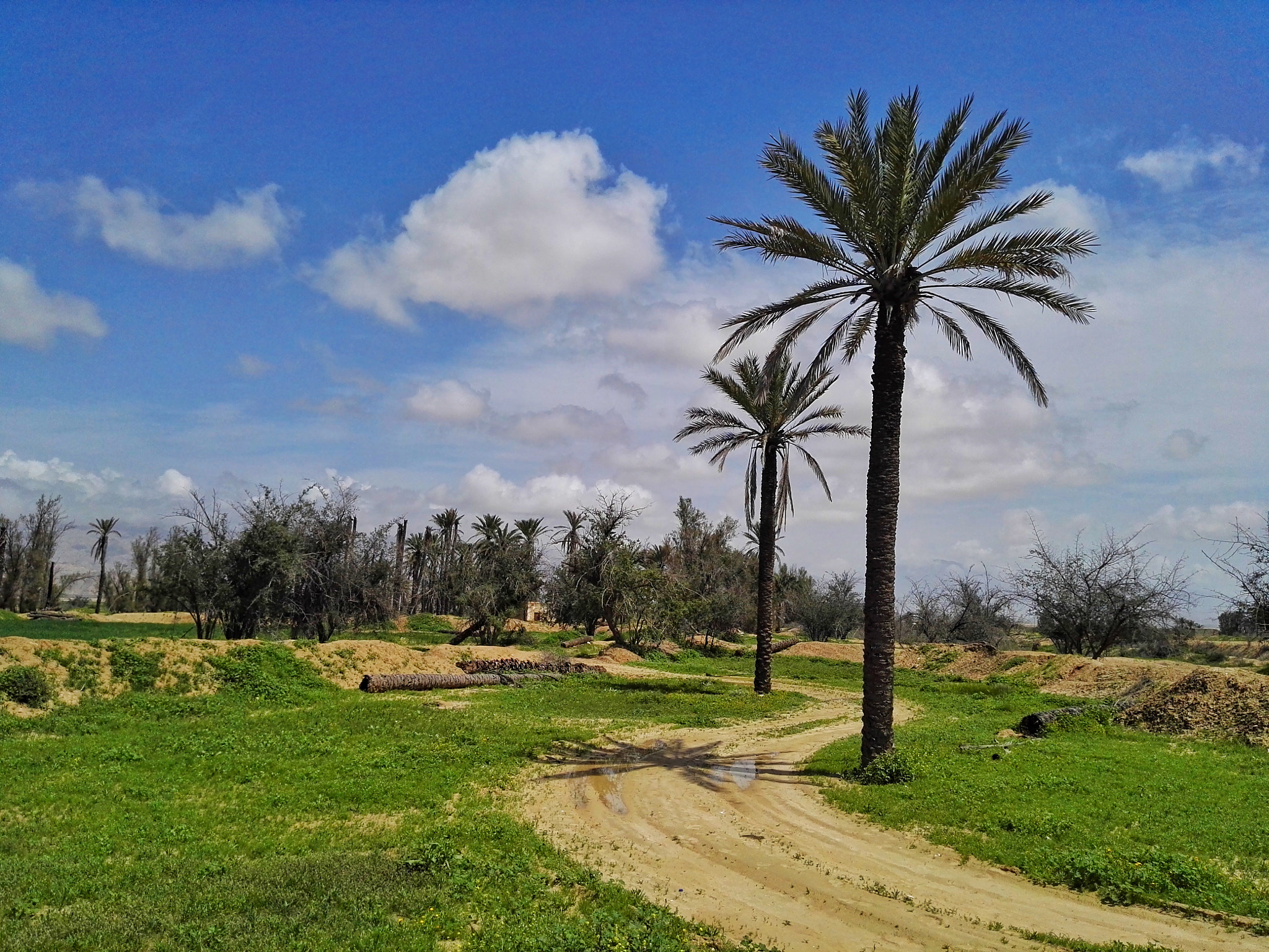 HUAWEI P8 sample photo. Nature photography