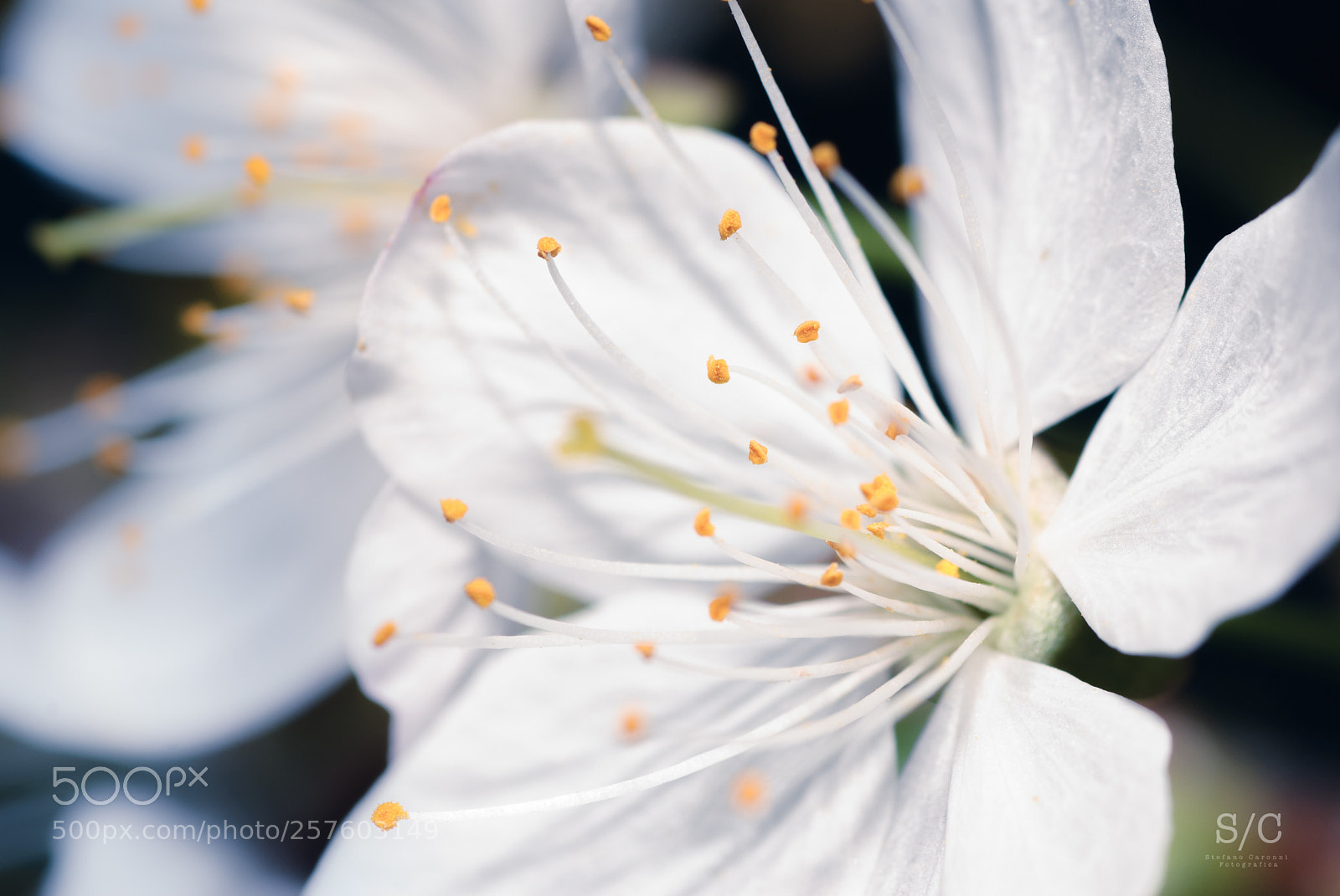 Nikon D80 sample photo. Flower #6 photography