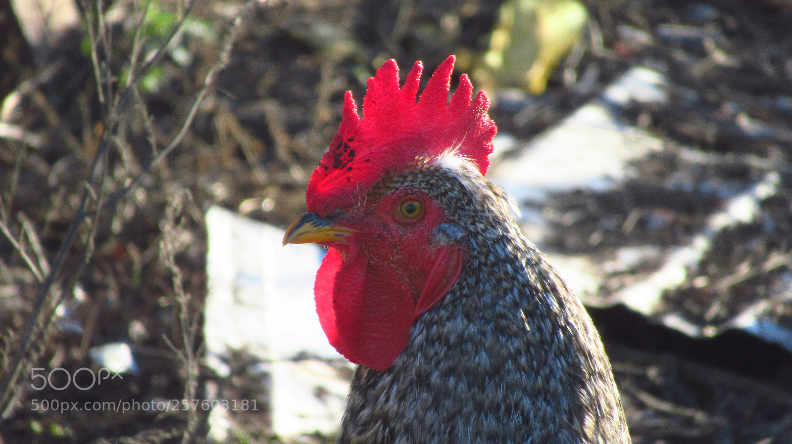 Canon PowerShot SX620 HS sample photo. Gallo photography