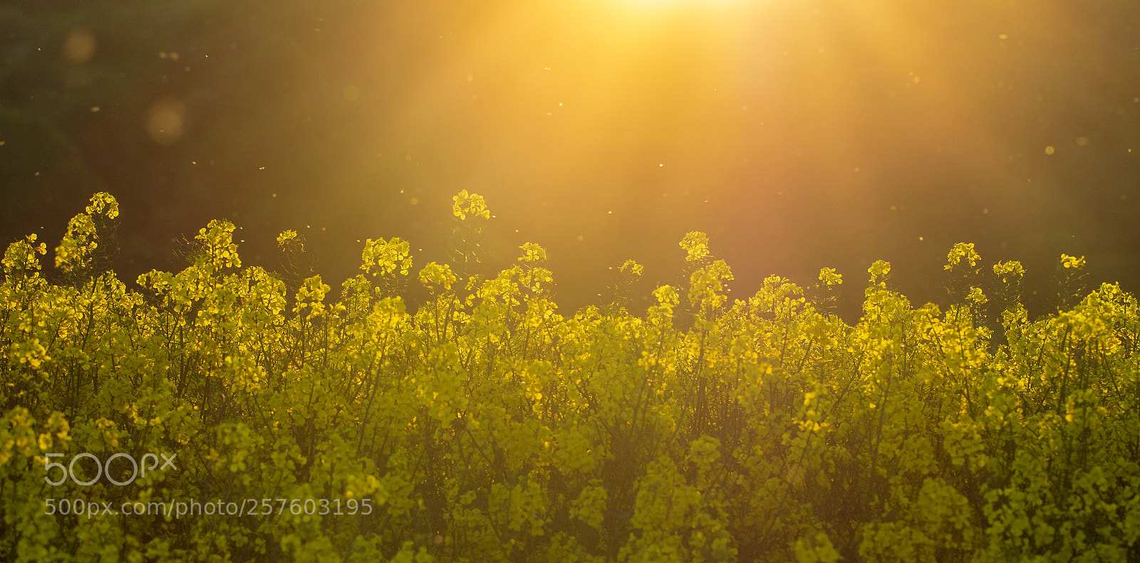 Canon EOS 700D (EOS Rebel T5i / EOS Kiss X7i) sample photo. Yellow photography