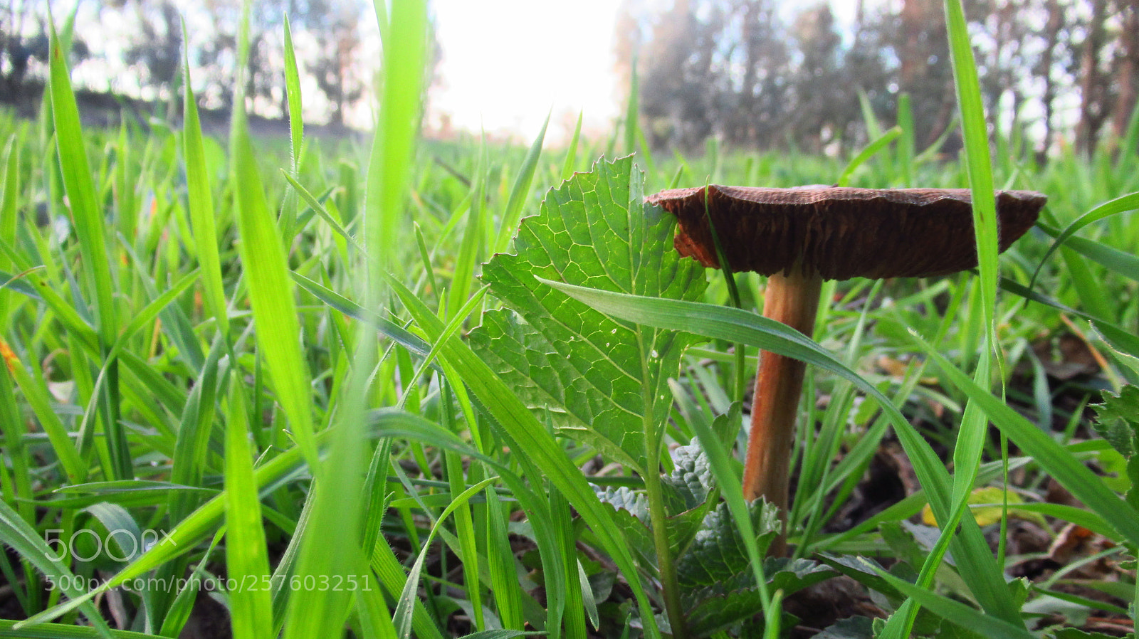 Canon PowerShot SX620 HS sample photo. Mushroom photography