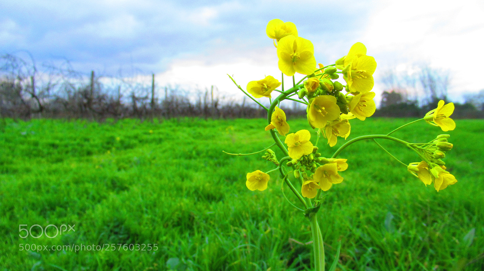 Canon PowerShot SX620 HS sample photo. Img photography