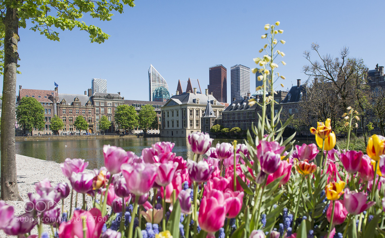Nikon D600 sample photo. Tulips in den haag photography
