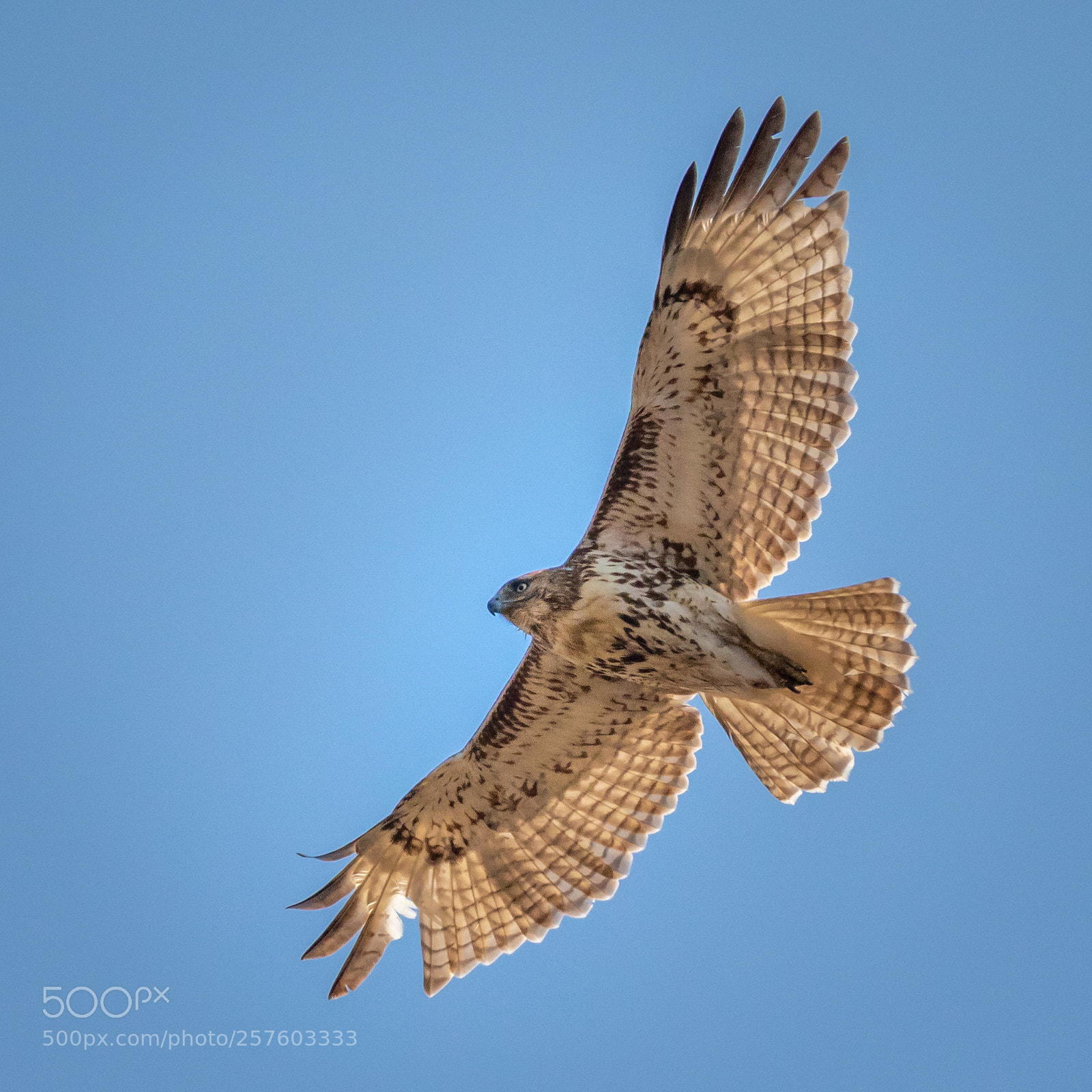 Canon EOS 7D Mark II sample photo. Buteo jamaicensis photography