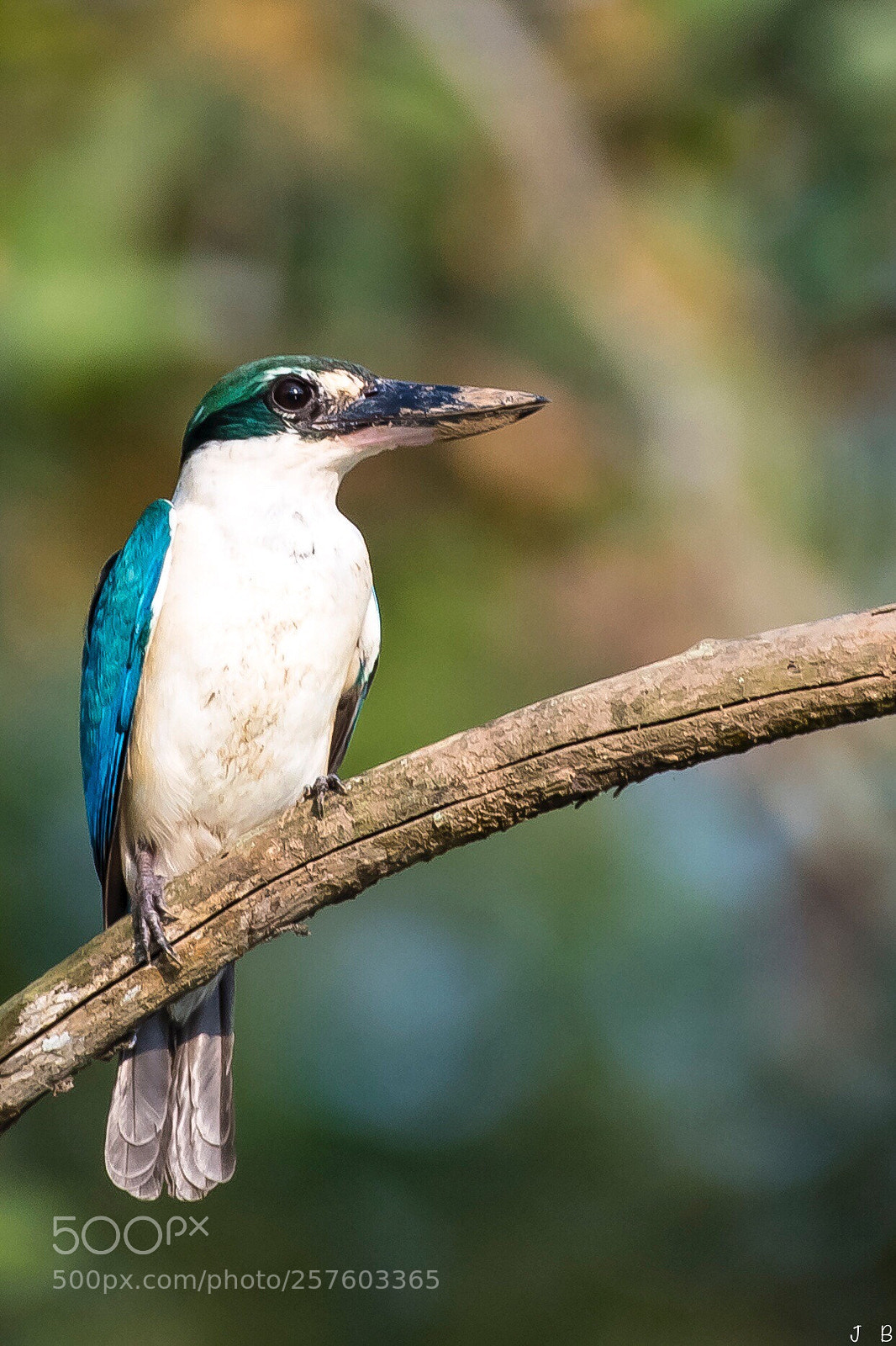 Nikon D500 sample photo. Collared kingfisher  photography