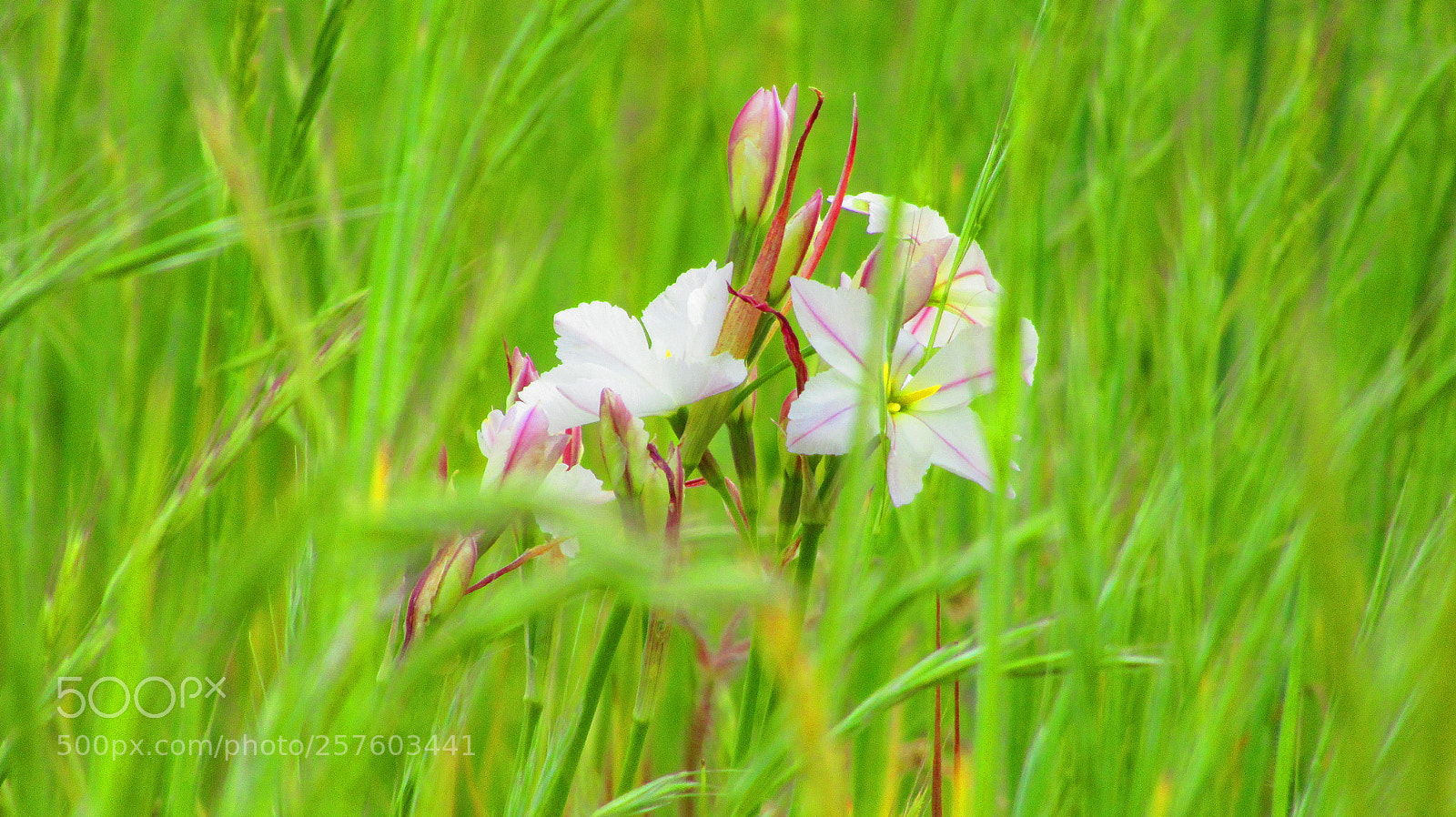 Canon PowerShot SX620 HS sample photo. Flor de cerro photography