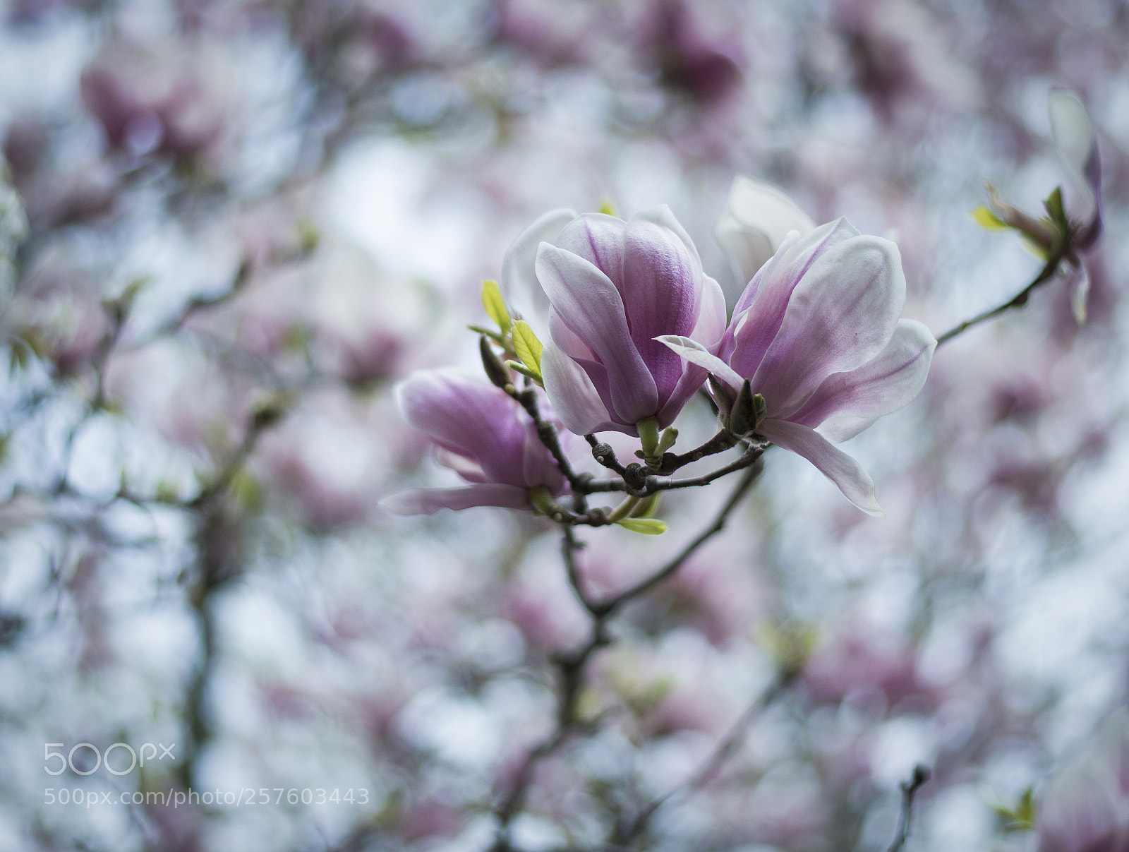 Nikon D800E sample photo. Magnolia blossom swirl photography