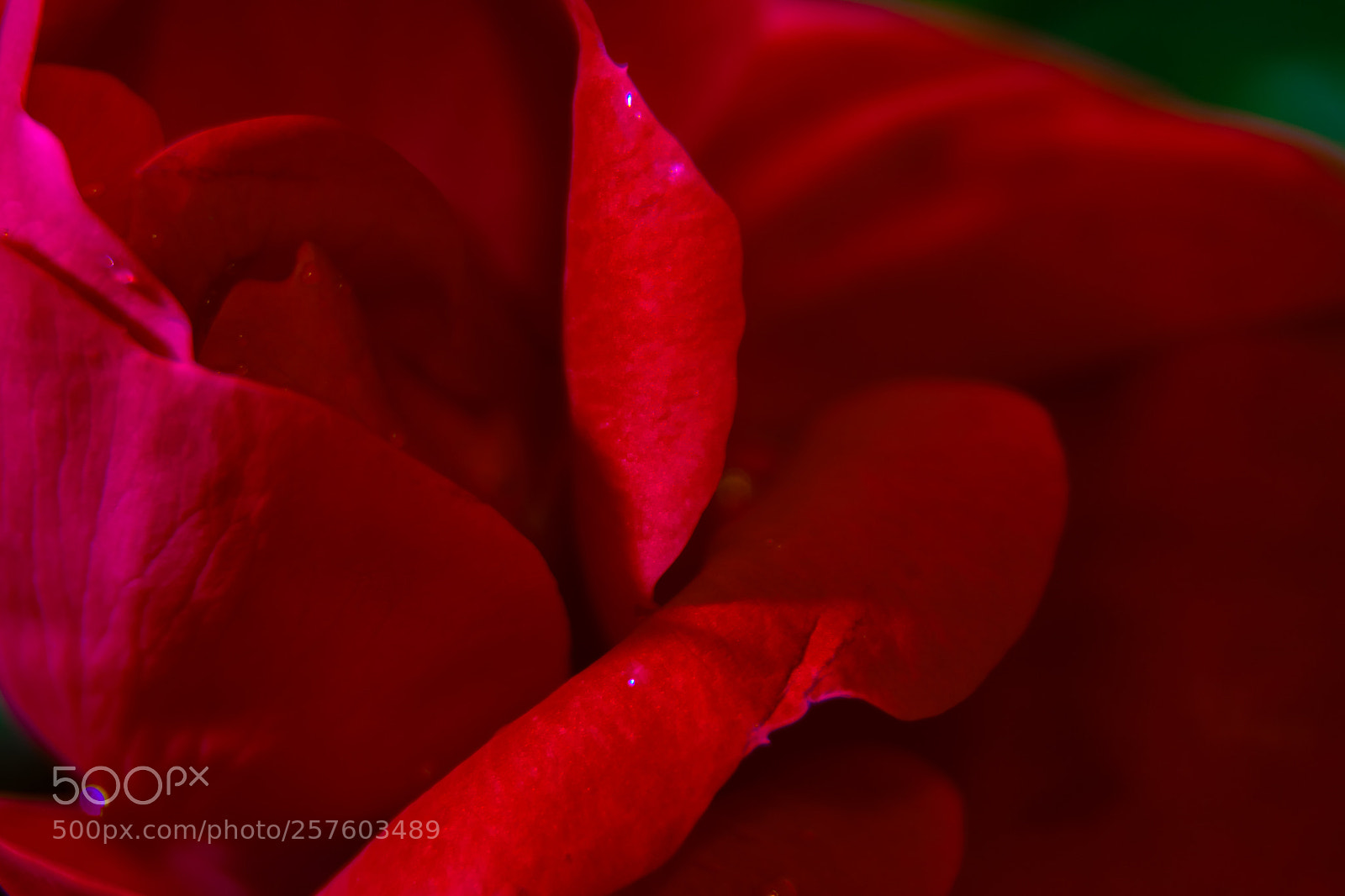 Nikon D5300 sample photo. Macro rose close photography