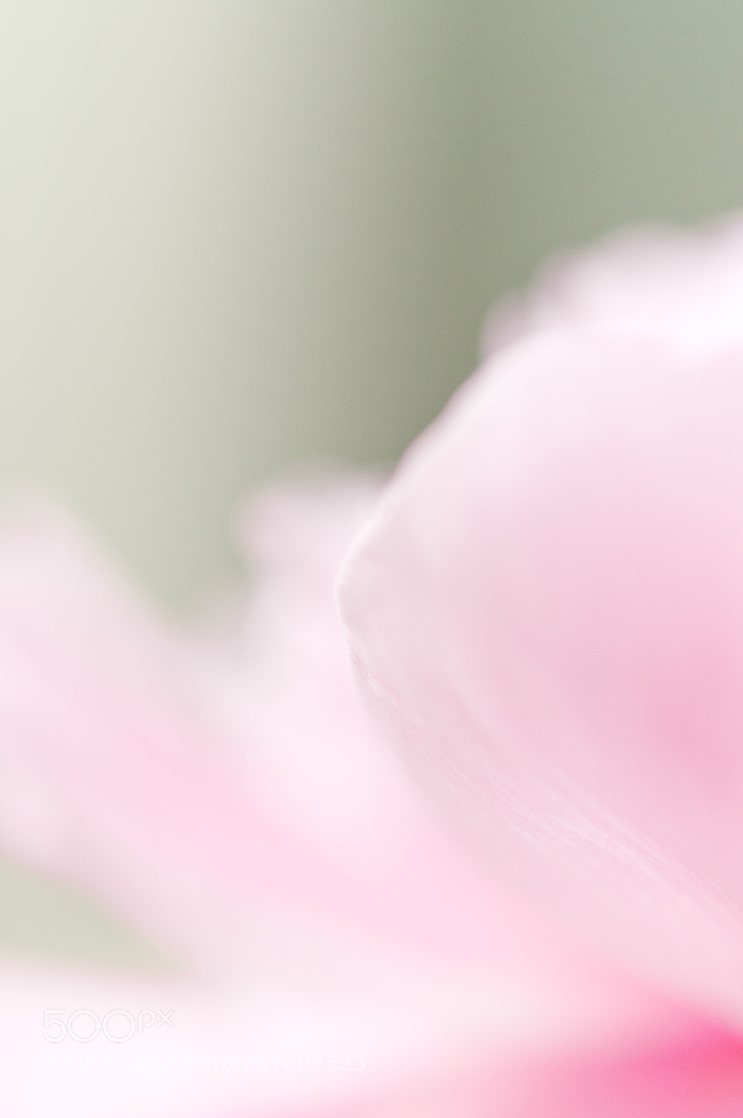 Nikon D300S sample photo. Untitled photography