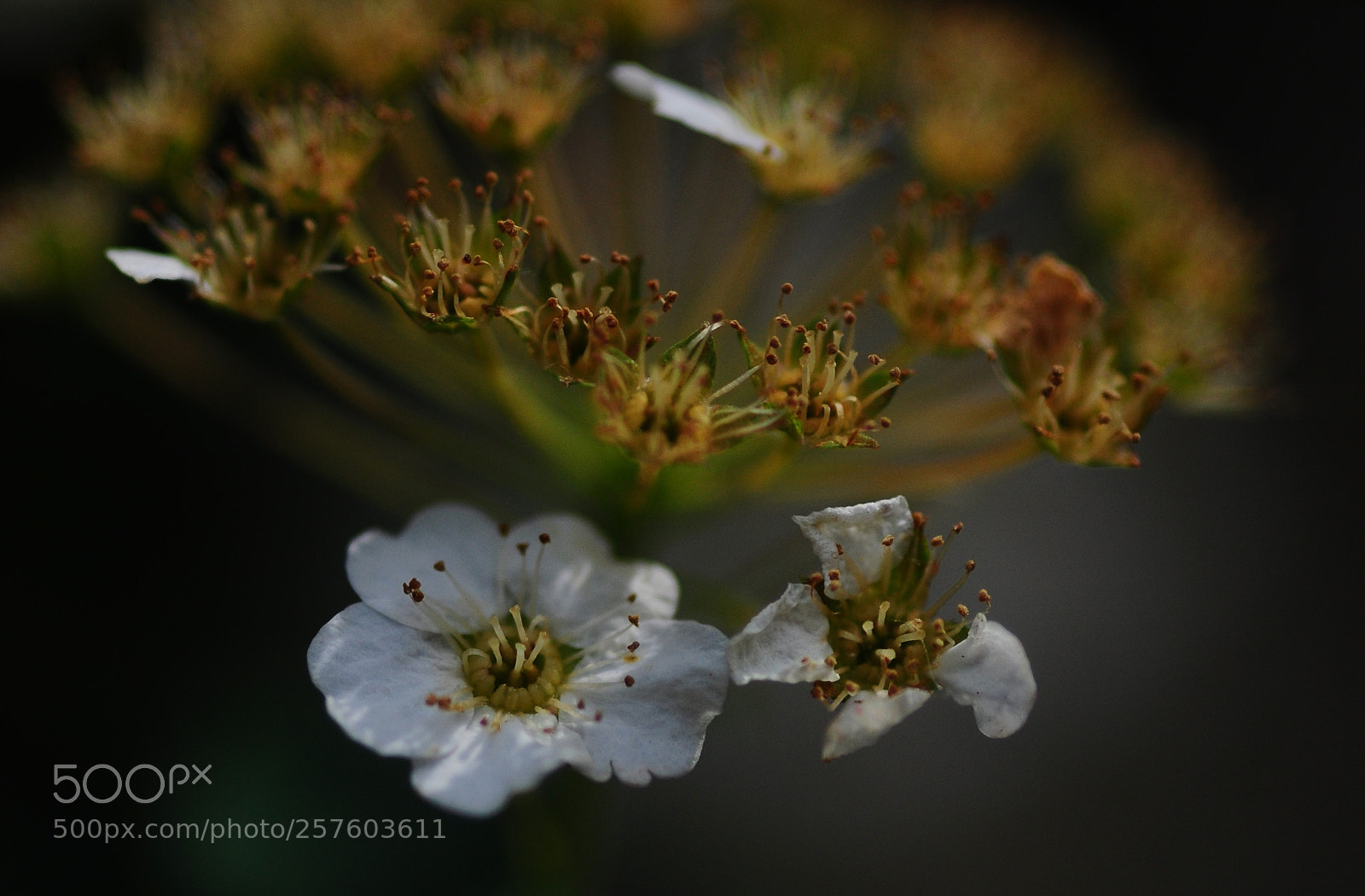 Nikon D90 sample photo. Vegetal fireworks 5 photography