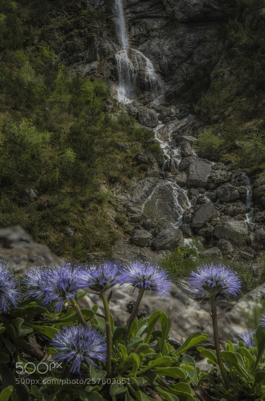Canon EOS 5D Mark IV sample photo. Globularia photography