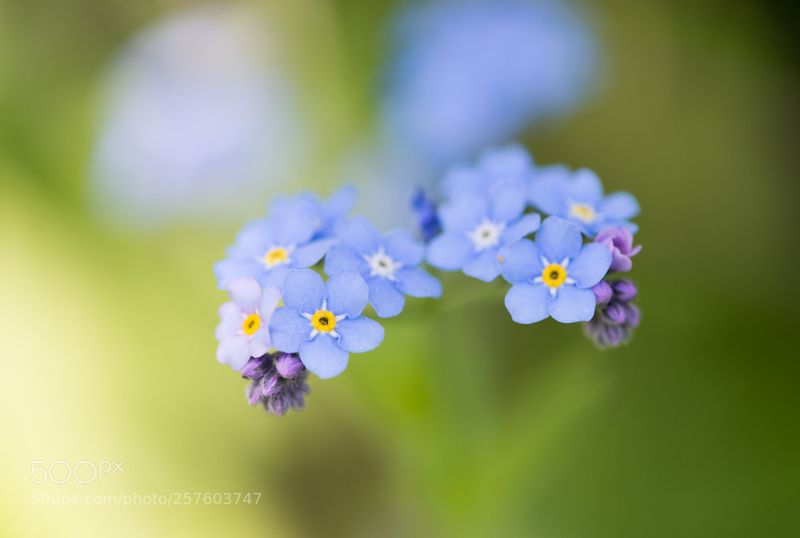 Nikon D800E sample photo. Forgetmenot flower photography