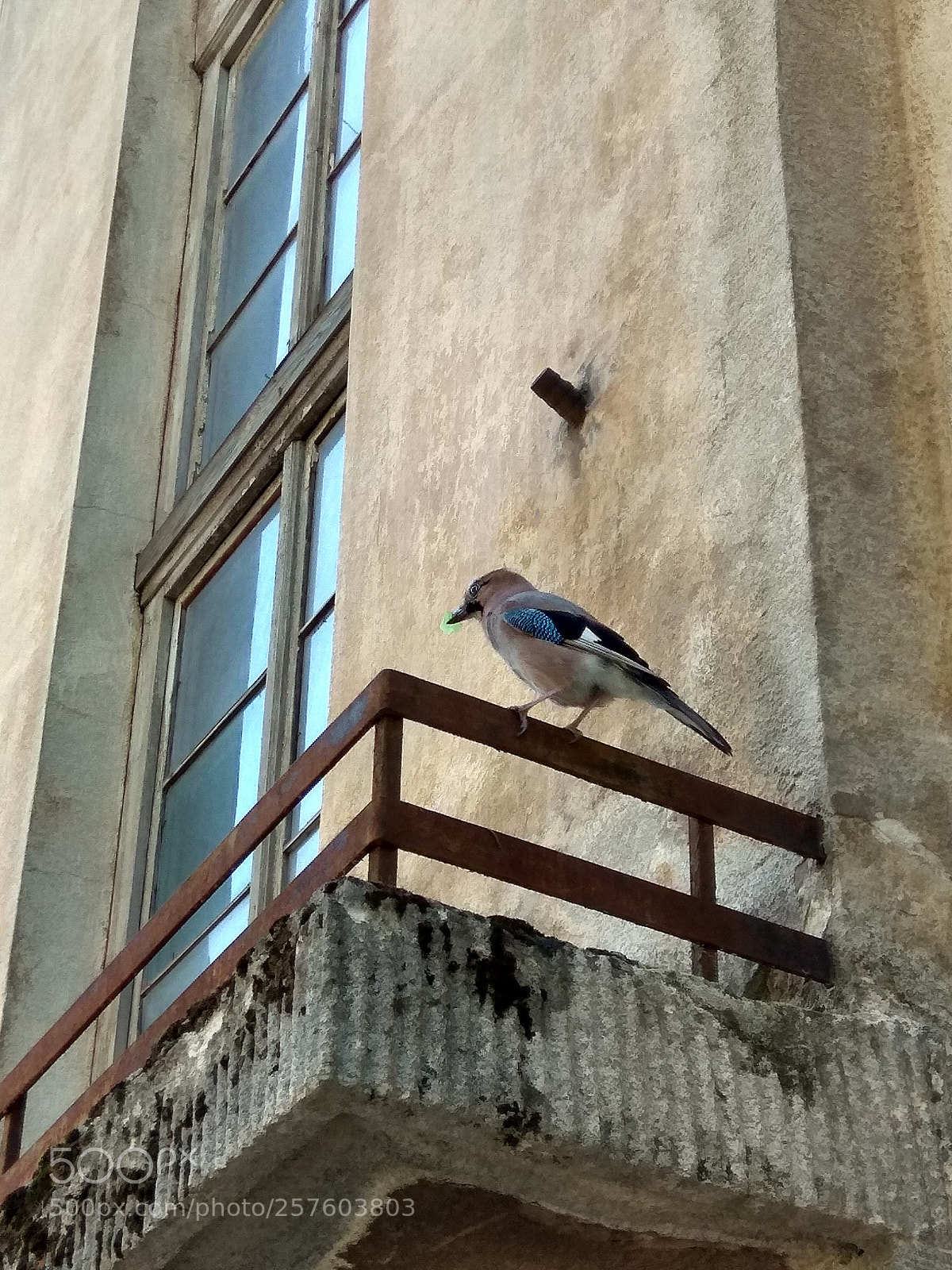 Xiaomi Redmi Note 4 sample photo. Bird photography