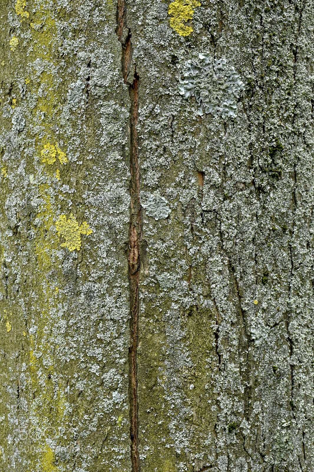 Nikon D5600 sample photo. Life on tree photography