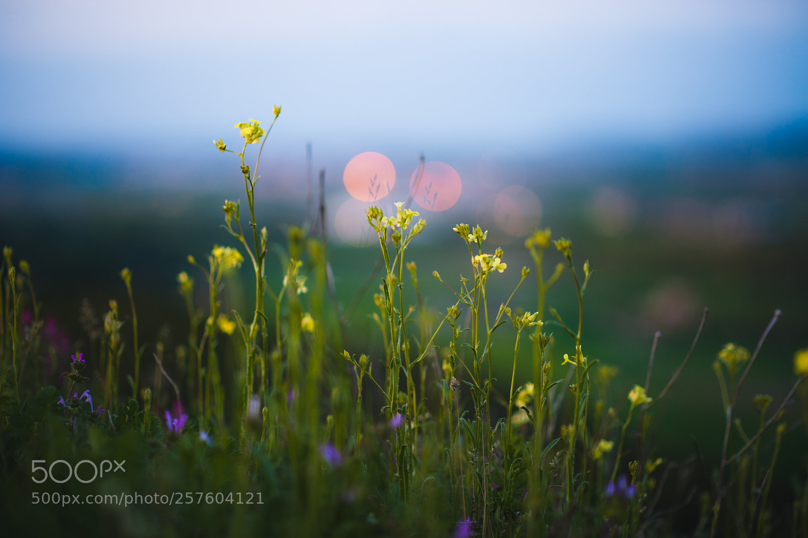 Nikon D700 sample photo. Flowers and bokeh photography