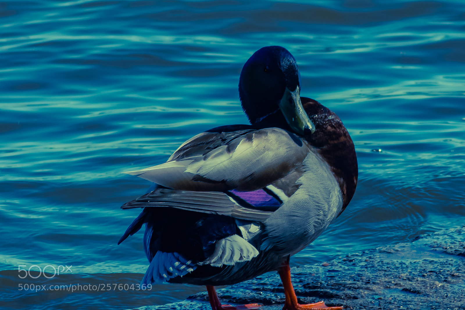 Nikon D3400 sample photo. Duck photography