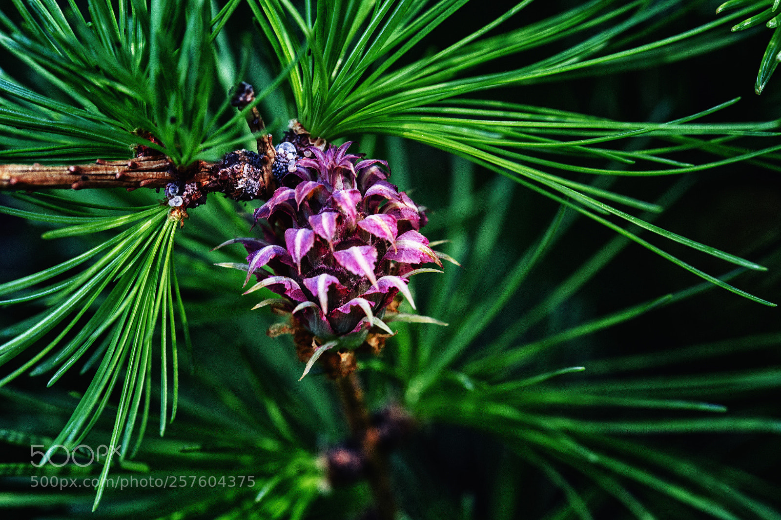 Canon EOS 6D sample photo. Cone photography