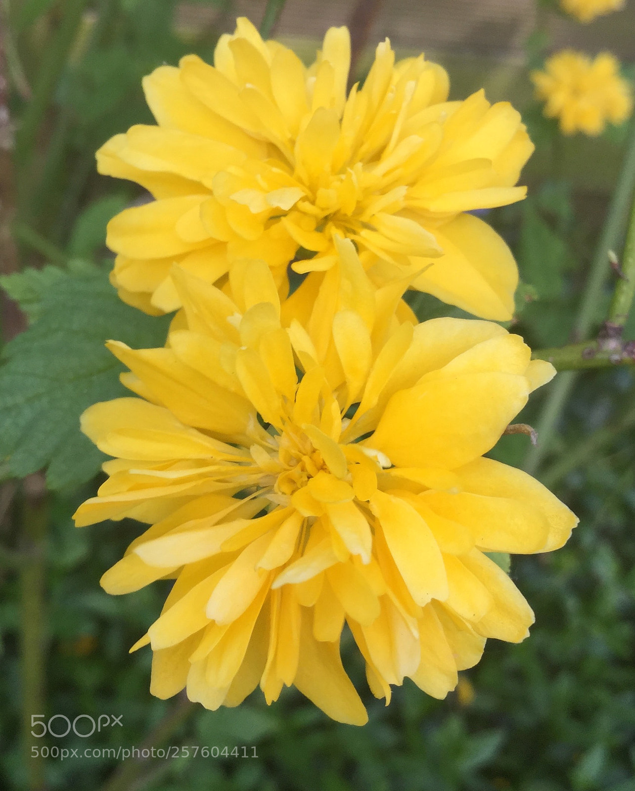 Apple iPod touch sample photo. Yellow beauty ii photography