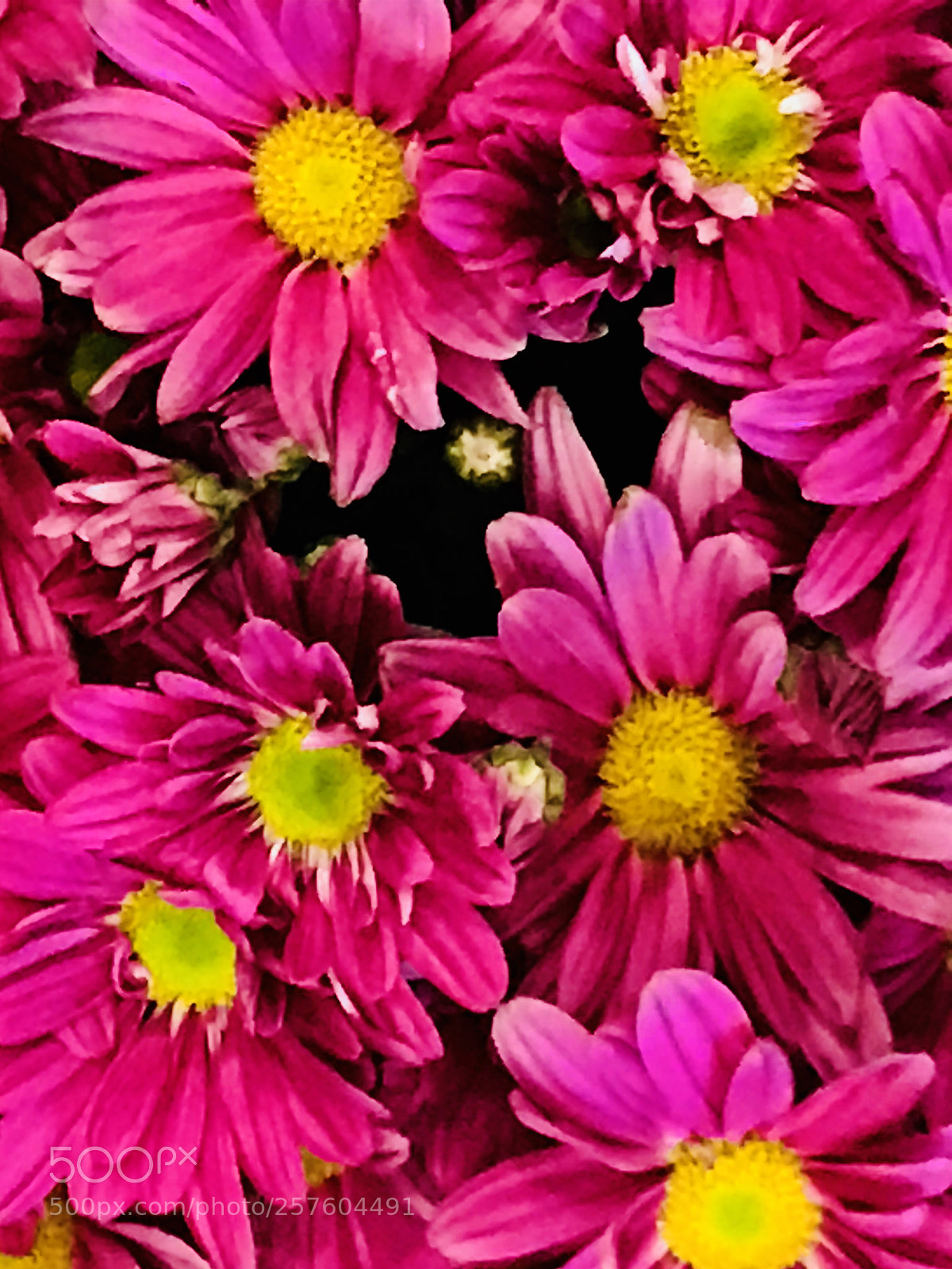 Apple iPhone 7 Plus sample photo. Pink photography