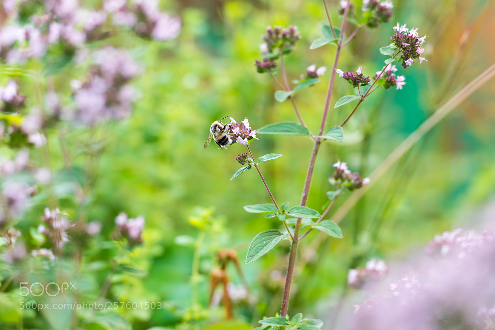 Nikon D800E sample photo. Untitled photography