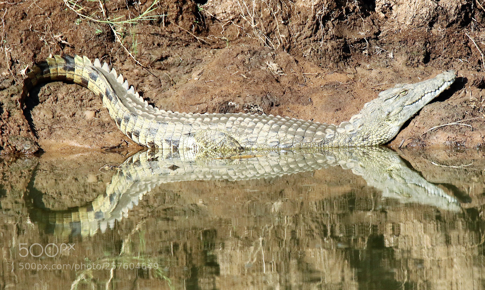 Canon EOS 7D Mark II sample photo. Crocodile photography
