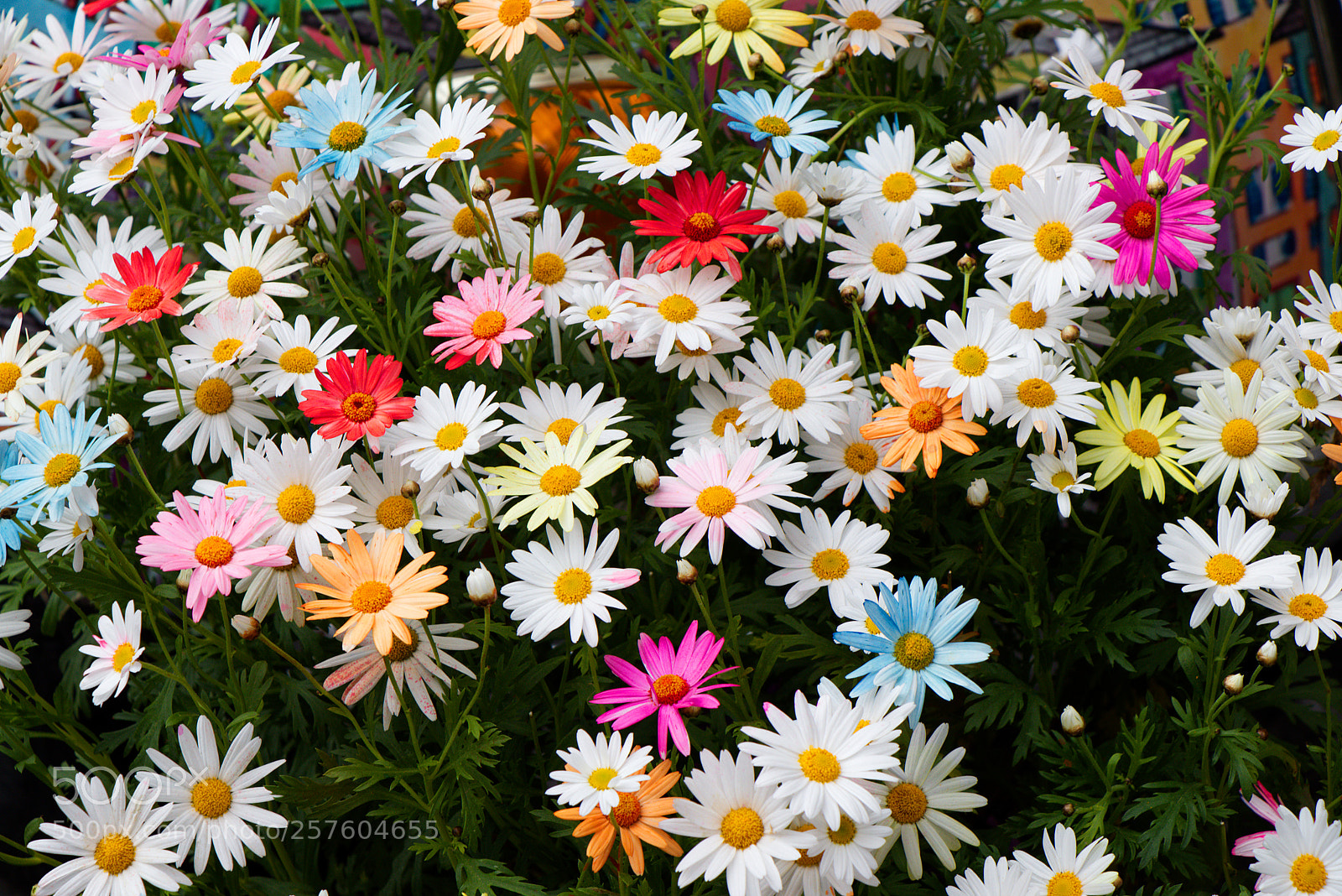 Canon EOS 80D sample photo. Daisies photography