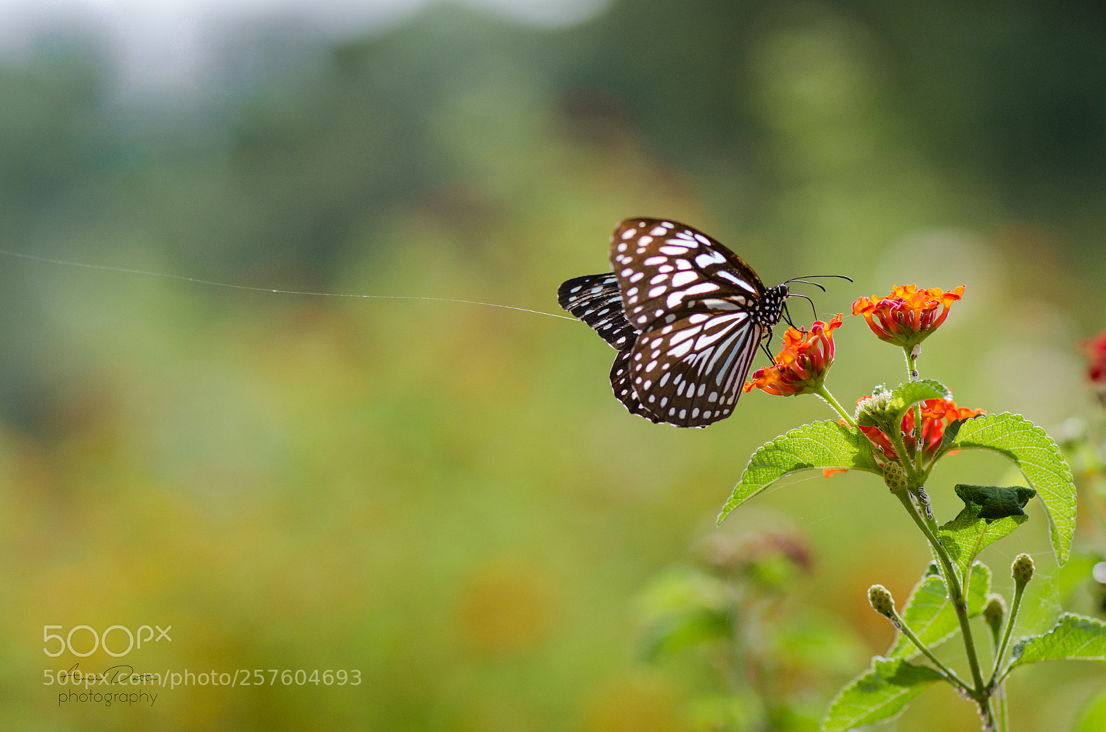 Nikon D5100 sample photo. Garden of dreams photography