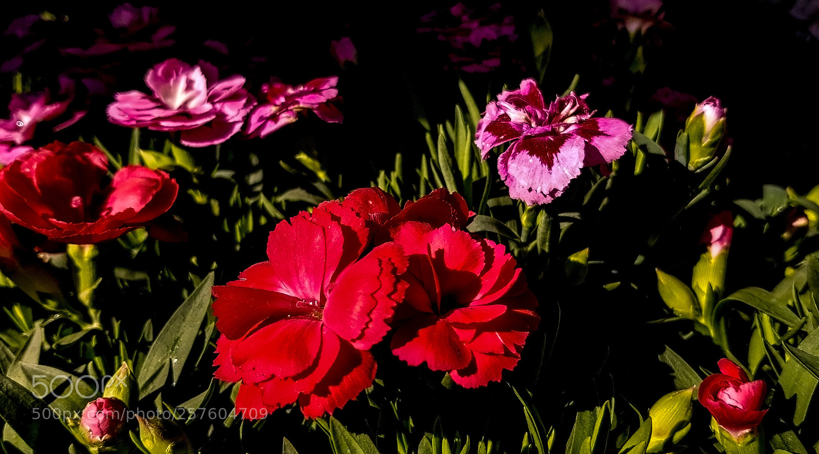 Samsung Galaxy S8 sample photo. Red and pink flowers photography