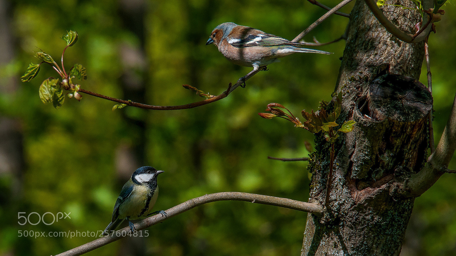 Nikon D300S sample photo. Birds photography
