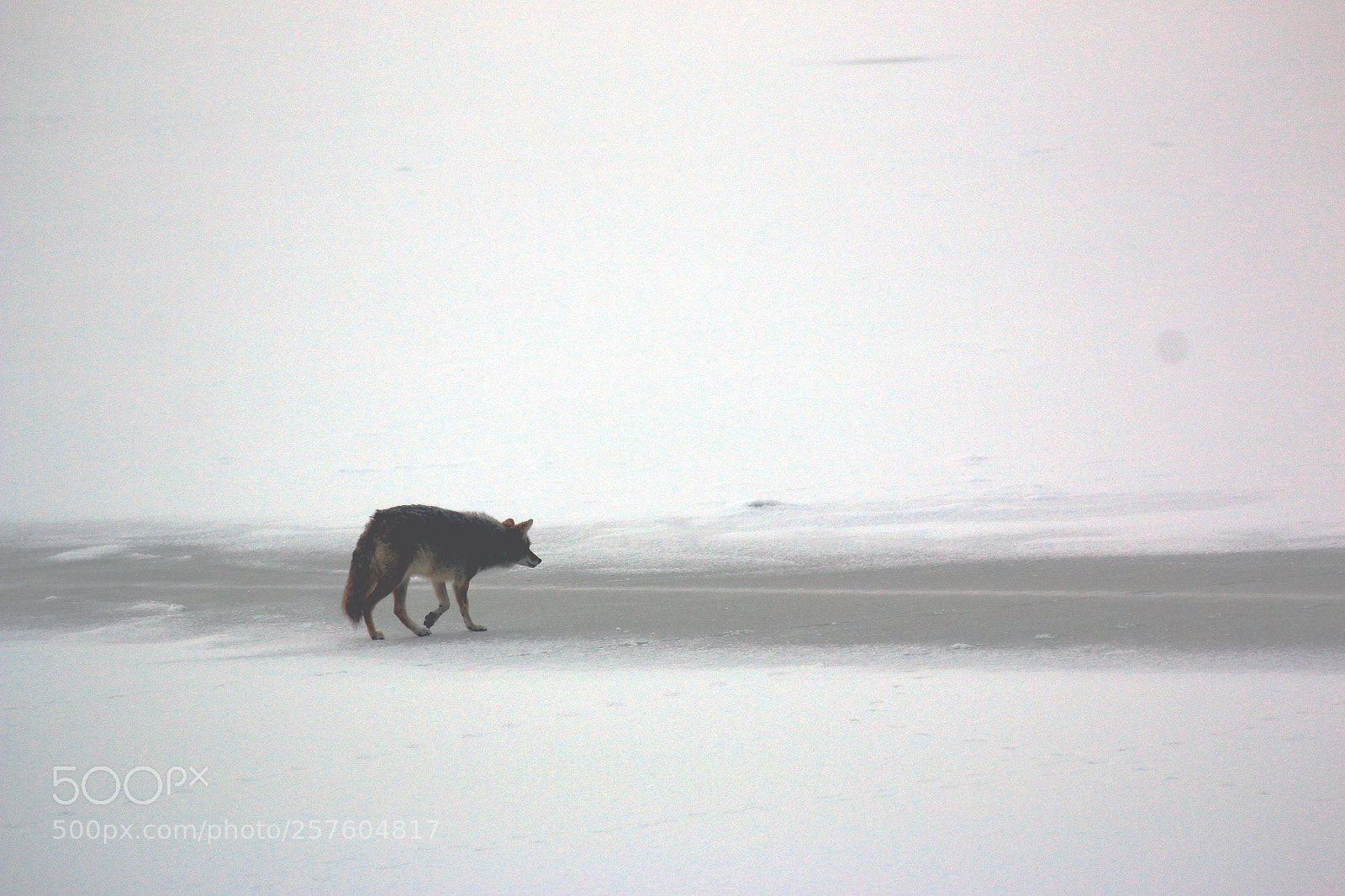 Canon EOS 70D sample photo. Winter coyote photography
