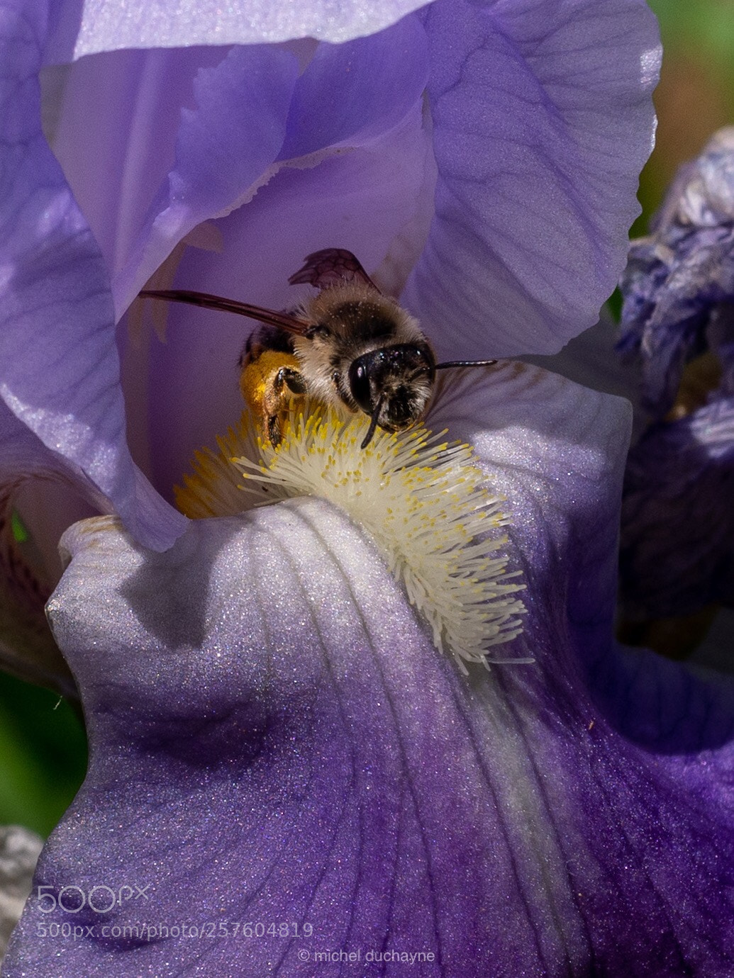 Olympus OM-D E-M10 II sample photo. Iris’s bee  photography