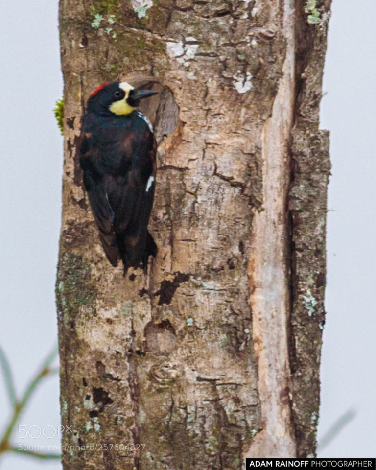 Canon EOS 70D sample photo. Colombian acorn woodpecker alcazares photography