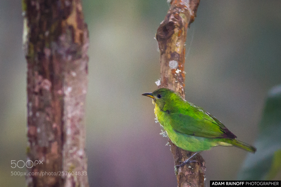 Canon EOS 70D sample photo. Green honeycreeper female alcazares photography