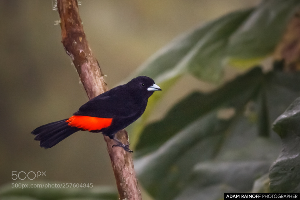 Canon EOS 70D sample photo. Flame rumped tanager alcazares photography