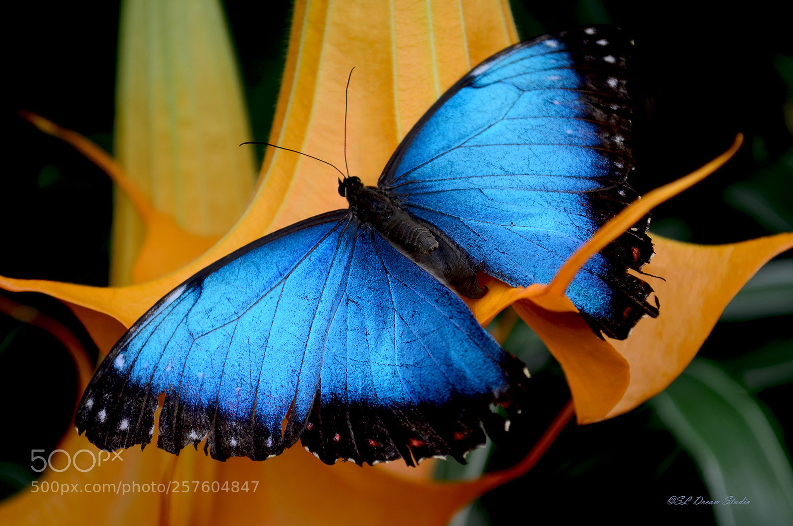 Nikon D5100 sample photo. Bluemorpho butterfly photography