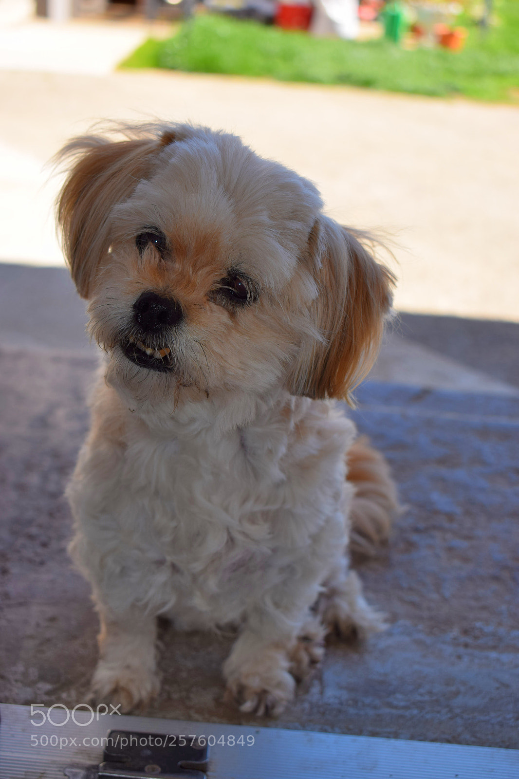 Nikon D3300 sample photo. Pet (maza) photography