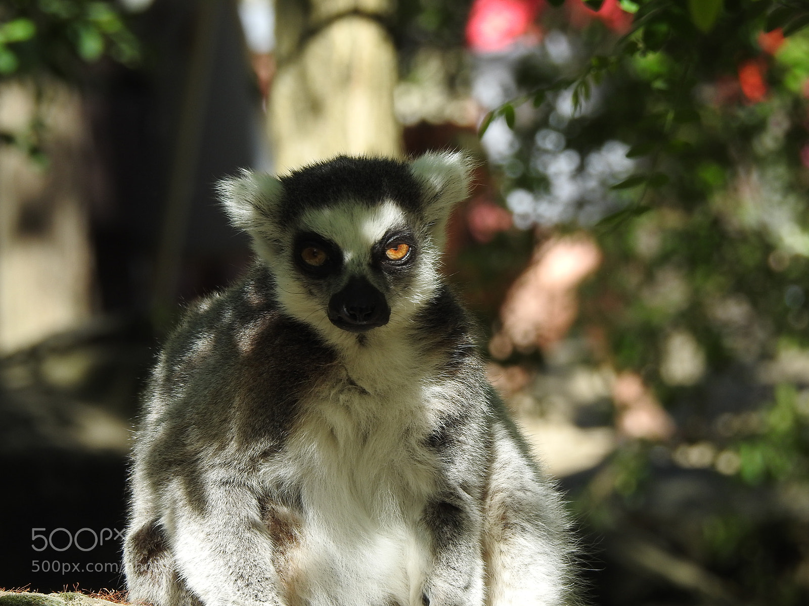 Nikon Coolpix P900 sample photo. Ring-tailed lemur photography