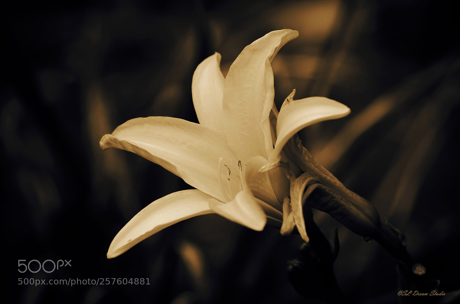 Nikon D5100 sample photo. Lily photography