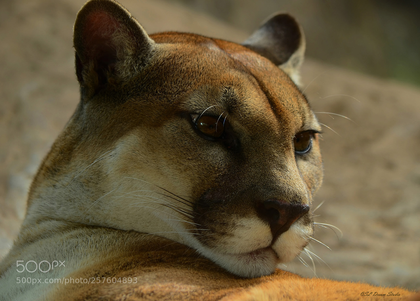 Nikon D5100 sample photo. Puma photography